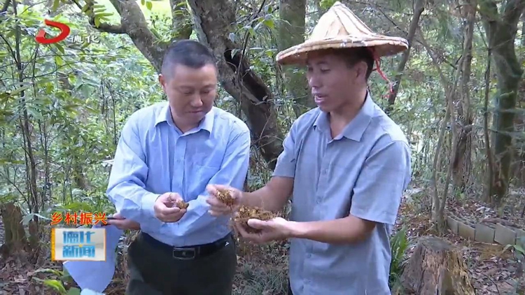 优仙发农业综合专业合作社：林下种植 丰富中草药栽培多样性 - 憨鼠网