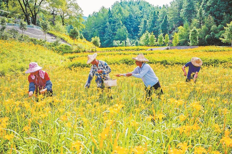以花为媒 赋能乡村振兴 - 憨鼠网