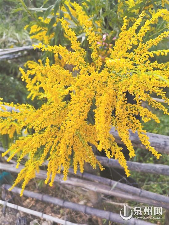 有害外来物种现身 德化灭除百株“霸王花” - 憨鼠网