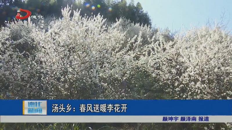 汤头乡：春风送暖李花开 - 憨鼠网
