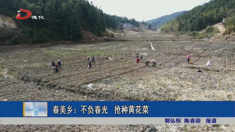 春美乡：不负春光 抢种黄花菜 - 憨鼠网