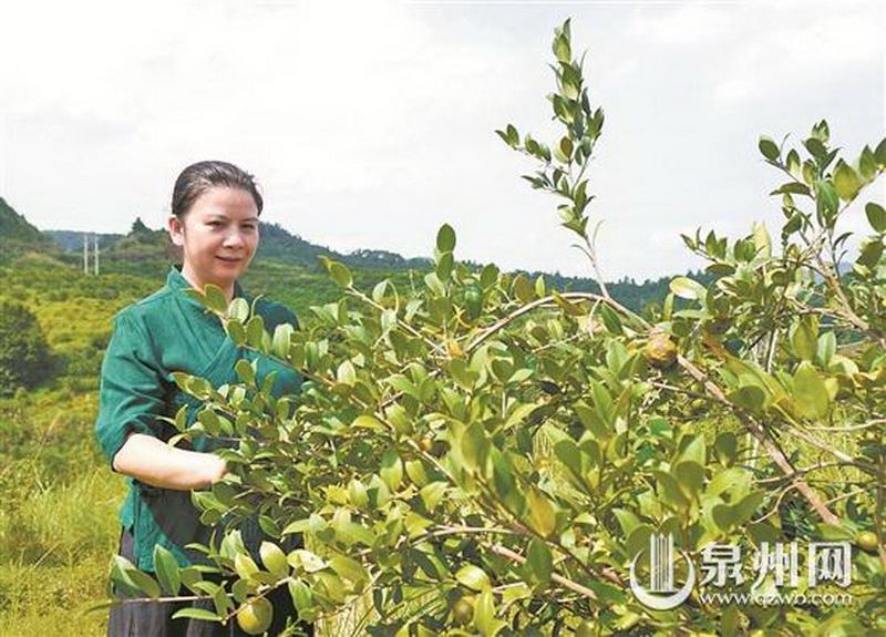 种植油茶“致富树” 为乡村振兴“加油” - 憨鼠网