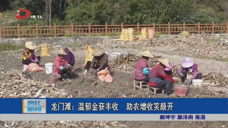 龙门滩：温郁金喜获丰收 助农增收笑颜开 - 憨鼠网
