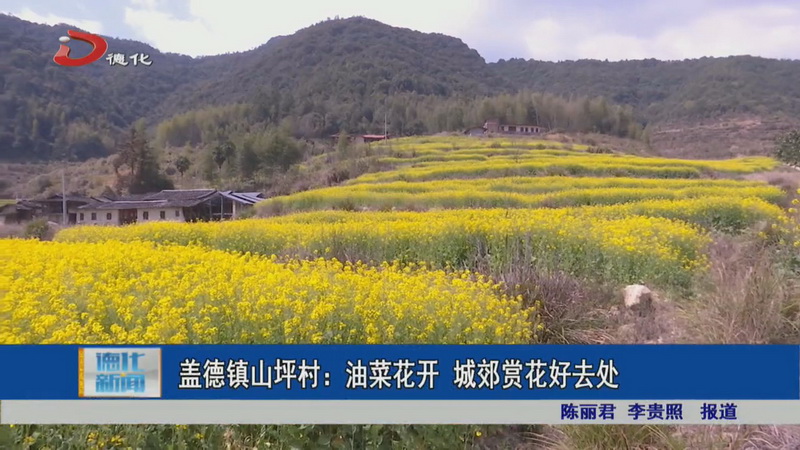 盖德镇山坪村：油菜花开 城郊赏花好去处 - 憨鼠网