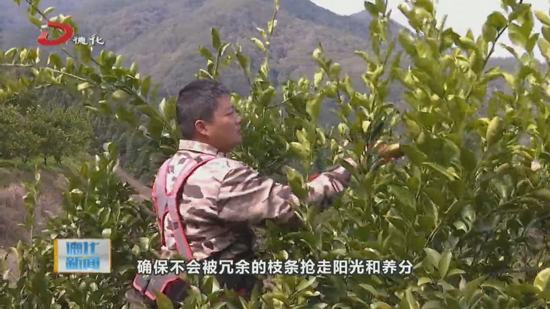汤头乡：做好桔柚管护工作 春季果树修剪忙 - 憨鼠网