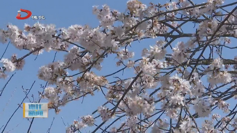 桂阳乡：樱花盛开 花美醉人心 - 憨鼠网