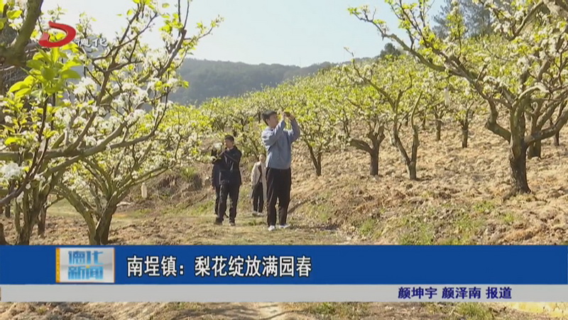 南埕：梨花绽放满园春 - 憨鼠网