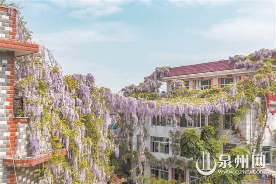 70岁紫藤发烧友的“空中花房” - 憨鼠网
