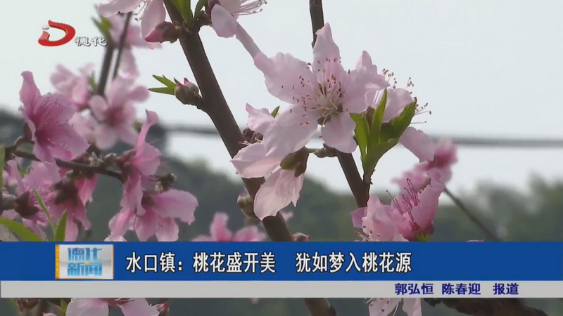 水口镇：桃花盛开美 犹如梦入桃花源 - 憨鼠网