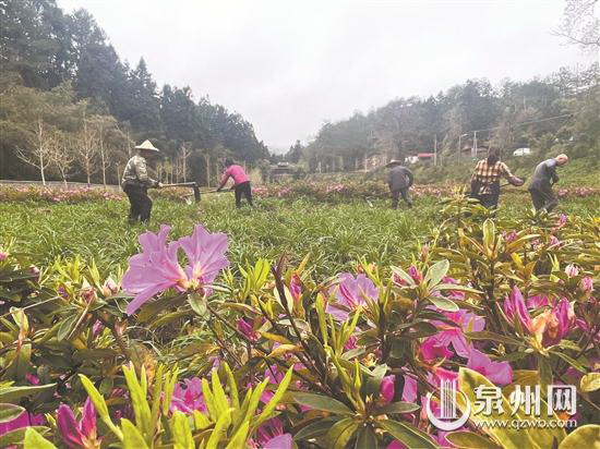 农旅融合 助农增收 - 憨鼠网
