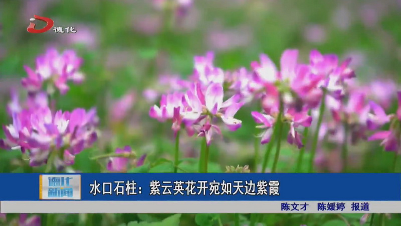 水口石柱：紫云英花开宛如天边紫霞 - 憨鼠网