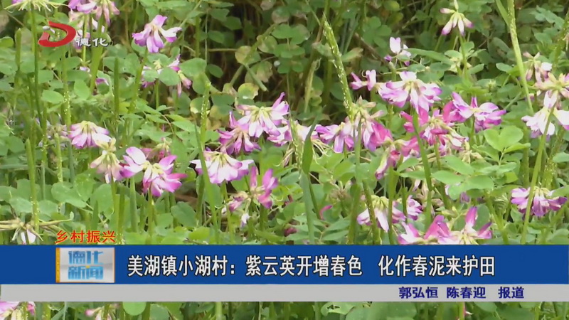 美湖镇小湖村：紫云英开增春色 化作春泥来护田 - 憨鼠网