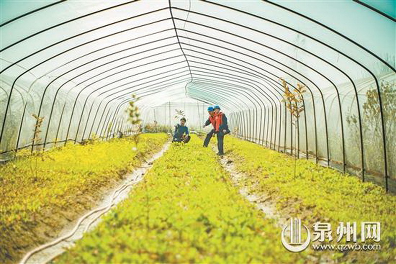 电力赋能 照亮乡村振兴共富路 - 憨鼠网