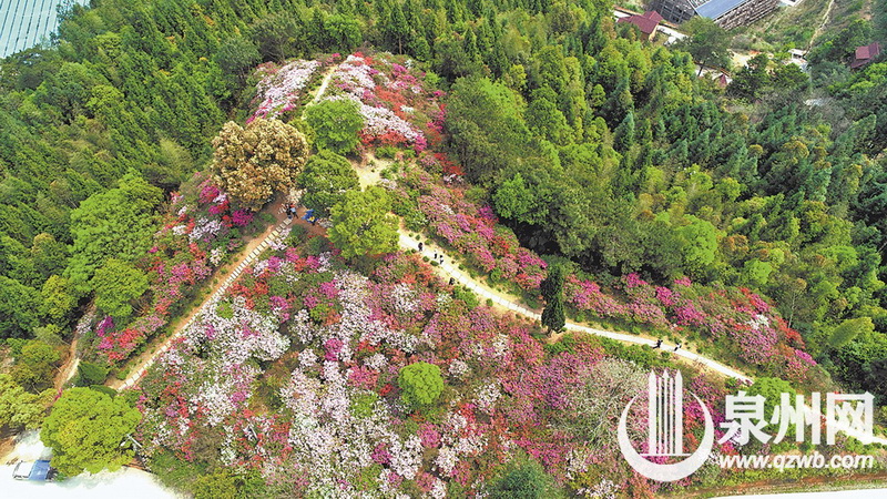 德化唐寨山森林公园：岭上开遍映山红 - 憨鼠网