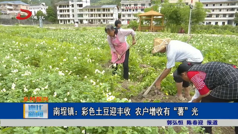 南埕镇：彩色土豆迎丰收 农户增收有“薯”光 - 憨鼠网