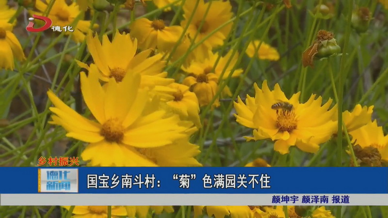 国宝乡南斗村：“菊”色满园关不住 - 憨鼠网