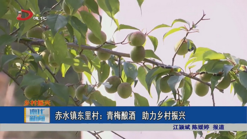 赤水镇东里村：青梅酿酒 助力乡村振兴 - 憨鼠网