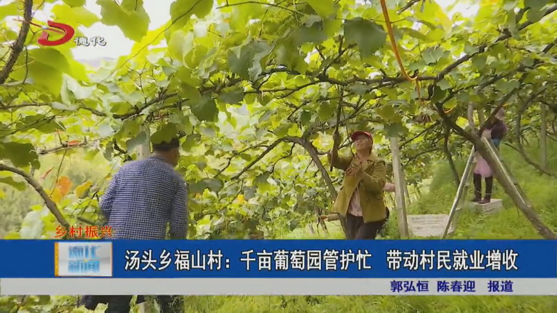 汤头乡福山村：千亩葡萄园管护忙  带动村民就业增收 - 憨鼠网