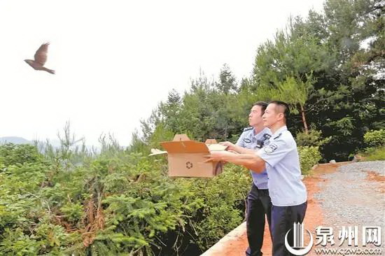 警民联手救助 夜鹰回归自然 - 憨鼠网