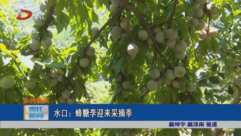 水口：蜂糖李迎来采摘季 - 憨鼠网
