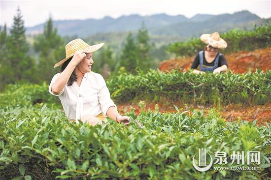 茶园美 采茶忙 - 憨鼠网