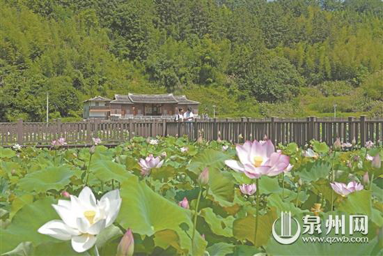 荷花盛开 美在当“夏” - 憨鼠网