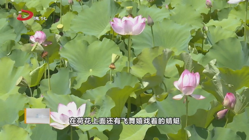 葛坑镇龙塔畲族村：一池荷花开 赏荷正当时 - 憨鼠网