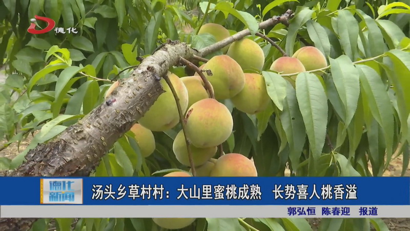 汤头乡草村村：大山里蜜桃成熟 长势喜人桃香溢 - 憨鼠网