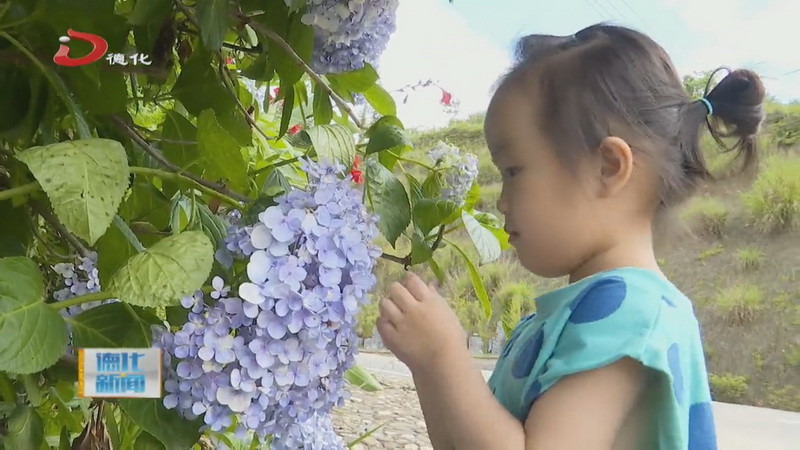 浔中镇仙境村：绣球花开 一起去追逐五彩缤纷的夏天吧 - 憨鼠网