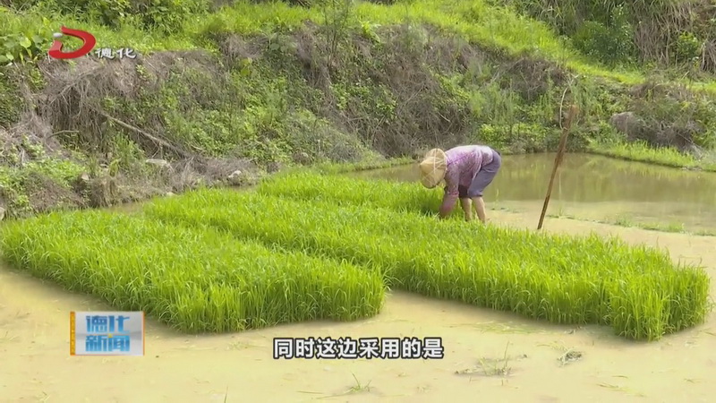 龙门滩：夏日田园美 水稻插秧忙 - 憨鼠网