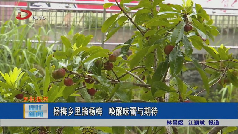 杨梅乡里摘杨梅 唤醒味蕾与期待 - 憨鼠网