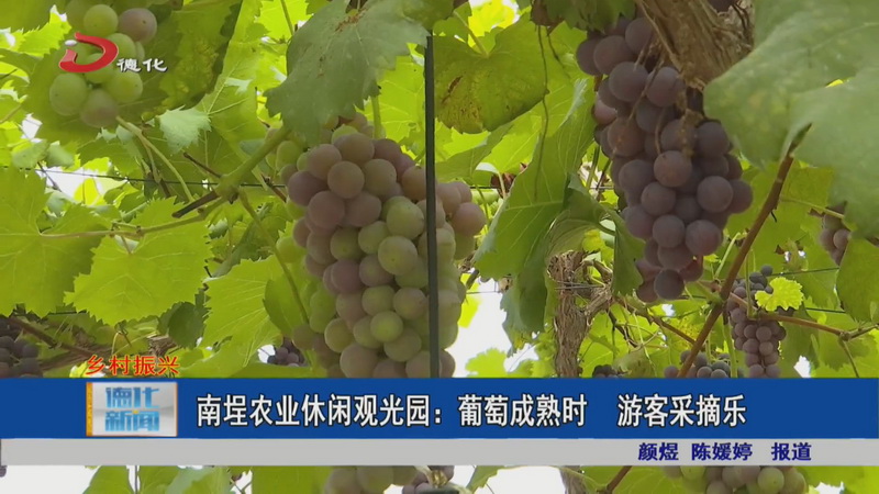 南埕农业休闲观光园：葡萄成熟时 游客采摘乐 - 憨鼠网