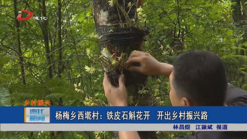 杨梅乡西墘村：铁皮石斛花开 开出乡村振兴路 - 憨鼠网