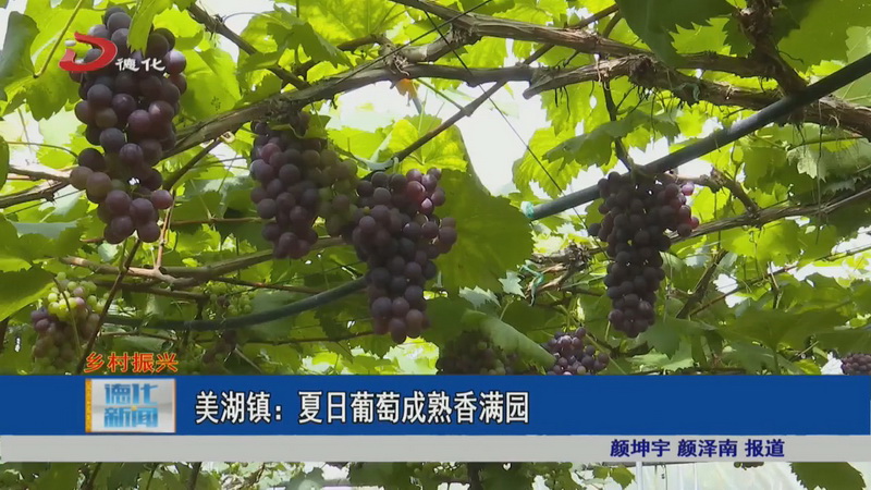 美湖镇：夏日葡萄成熟香满园 - 憨鼠网