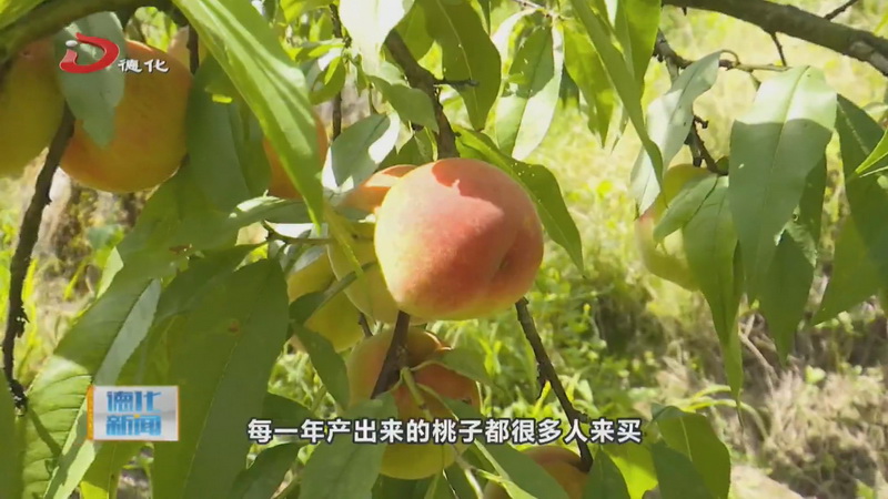 水口的桃子成熟了 农民增收笑开颜 - 憨鼠网