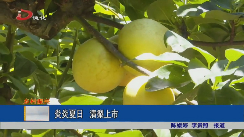 炎炎夏日 清梨上市 - 憨鼠网