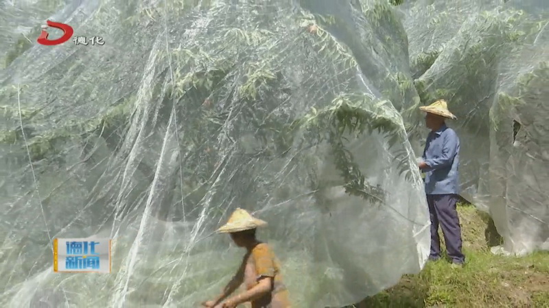 水口镇：蜜桃防虫有新方 桃果成熟香满山 - 憨鼠网