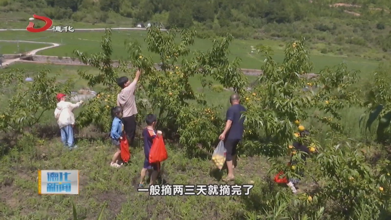 美湖镇小湖村：黄桃成熟味道好 自助采摘欢乐多 - 憨鼠网