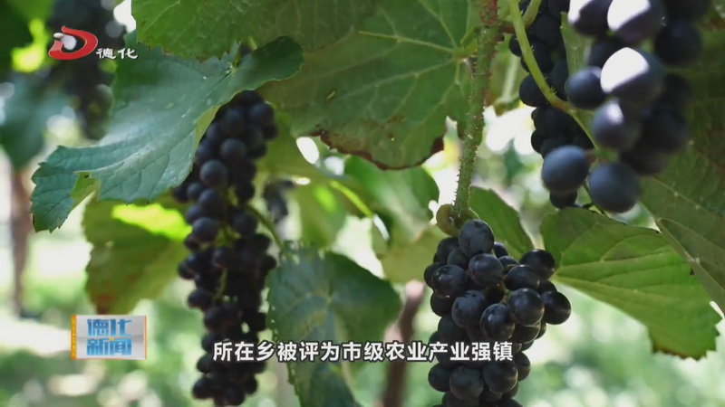 春秋企业：致力发展葡萄酒产业 奏响乡村振兴奋进曲 - 憨鼠网
