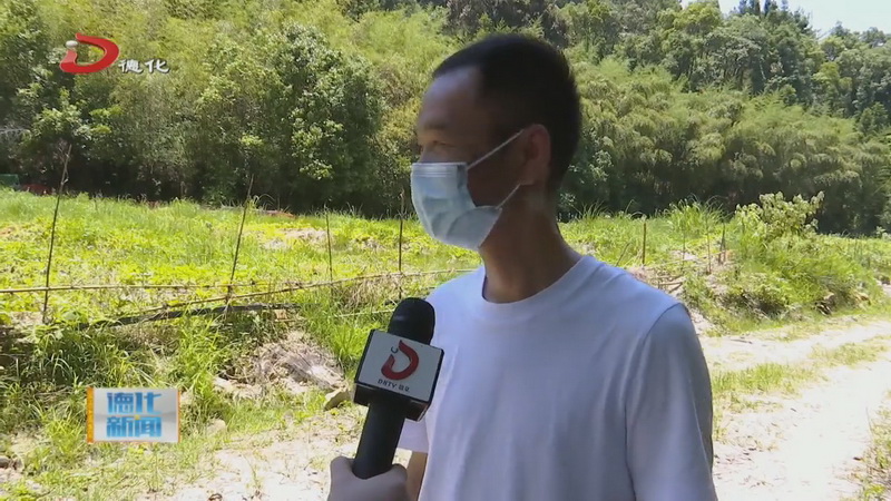葛坑镇龙塔畲族村：荒地变宝地瓜田“披”绿获丰收 - 憨鼠网