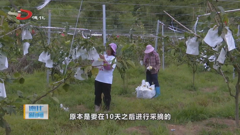 台风将至 农户抢收忙 - 憨鼠网