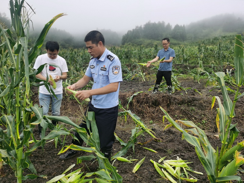 德化：稳住受灾农户的“口袋子” - 憨鼠网