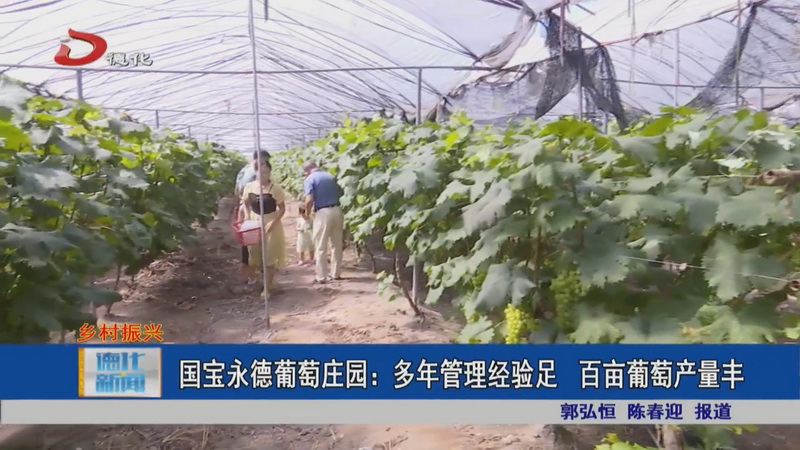 国宝永德葡萄庄园：多年管理经验足 百亩葡萄产量丰 - 憨鼠网