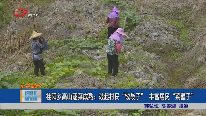 桂阳乡高山蔬菜成熟：鼓起村民“钱袋子” 丰富居民“菜篮子” - 憨鼠网