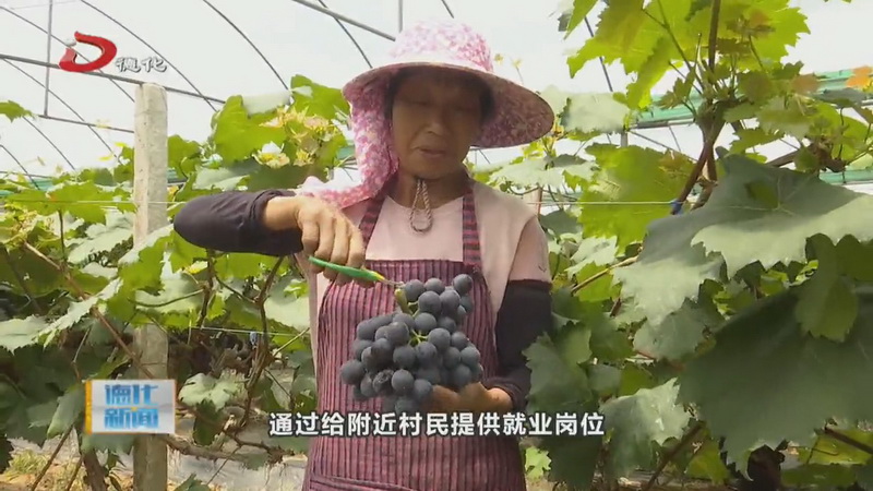 小葡萄架起乡村振兴“致富桥” - 憨鼠网