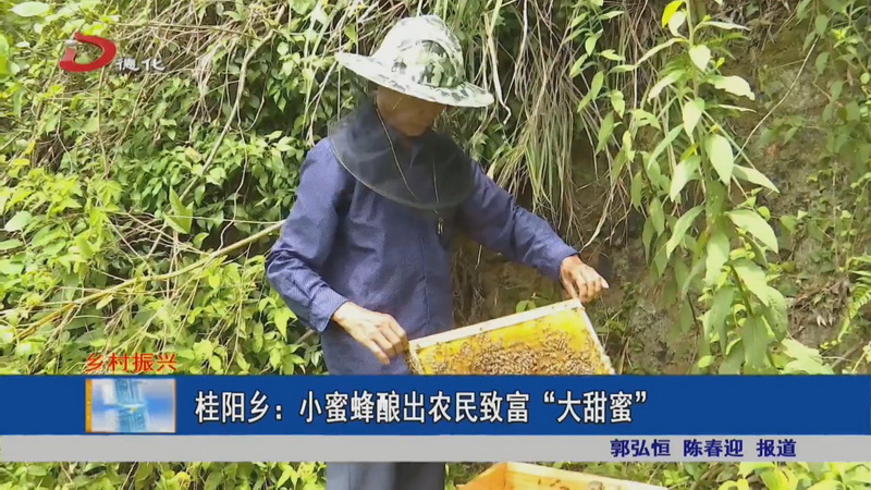 桂阳乡：小蜜蜂酿出农民致富“大甜蜜” - 憨鼠网