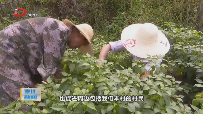 赤水镇：又到辣椒成熟时 村民采摘增收忙 - 憨鼠网
