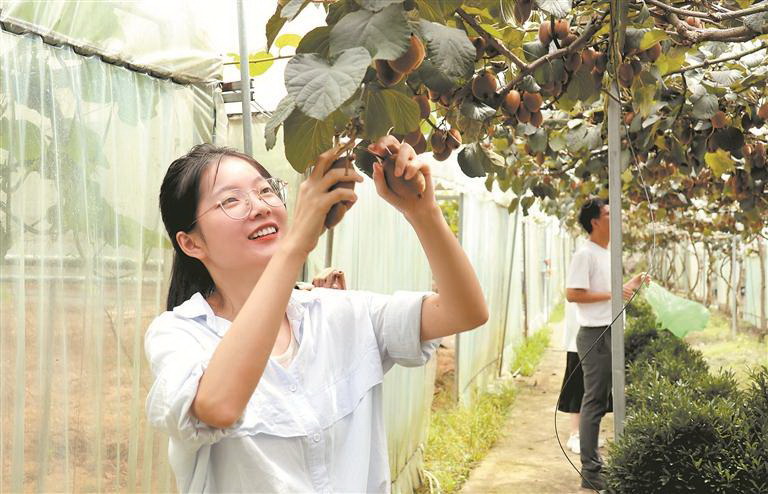 新品种 喜丰收 - 憨鼠网