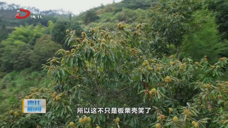 汤头乡草村村：又是一年板栗成熟时 村民增收致富乐开怀 - 憨鼠网