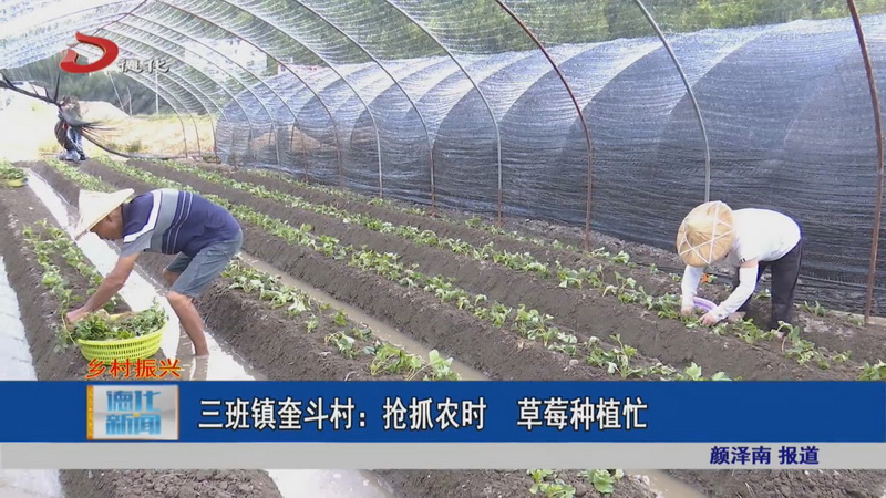 三班镇奎斗村：抢抓农时 草莓种植忙 - 憨鼠网